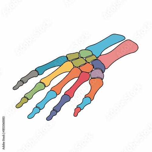 Colorful Anatomical Illustration of Human Hand Bones.