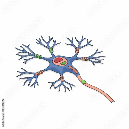 Detailed illustration of a biological neuron cell structure.