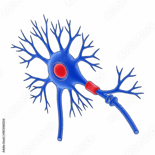 Detailed illustration of a biological neuron cell structure.