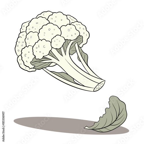Floating Cauliflower with Shadow and Leaf floating vegetable