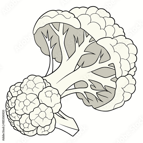 Cauliflower cut in half with florets and stem vegetable