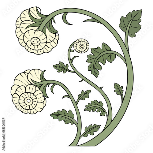 Spiral formed with mini cauliflowers on green stems white background