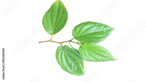 Wallpaper Mural Isolated betel leaf on a transparent background, showcasing fresh texture and natural details. Perfect for botanical, organic, and medicinal plant design projects. Torontodigital.ca