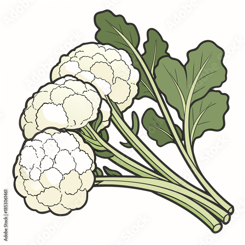 Fresh harvested cauliflower bunch with green leaves and stems