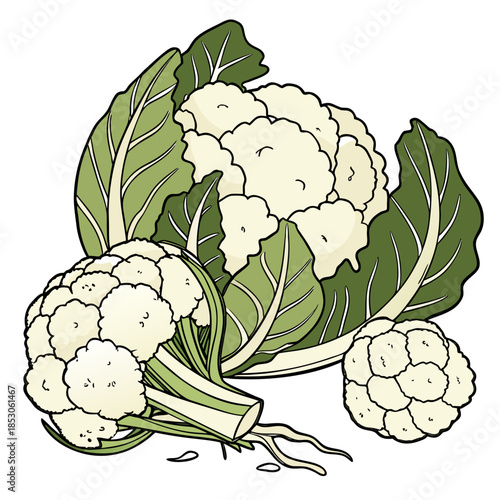 Fresh harvested cauliflower pile with roots and leaves visible