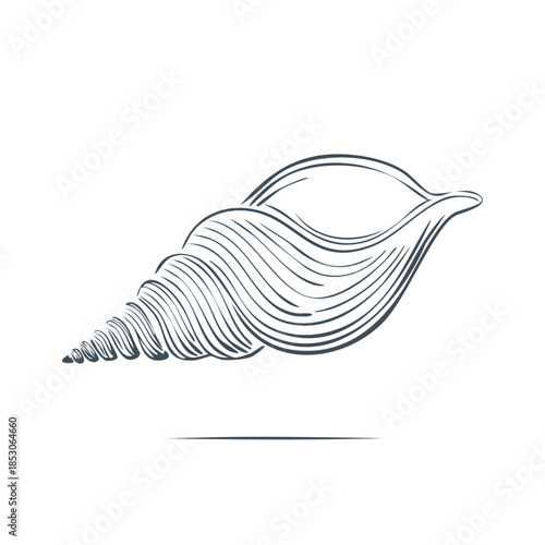 Elegant Seashell Illustration: Linear Design of a Shell for Marine Life Concepts