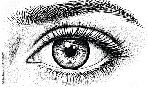 Human Eye Detailed Cad Drawing Flat Vector Illustration Realistic Vision Anatomy Eyelashes Eyebrow Pupil Iris Stippling Art For Optometry Design