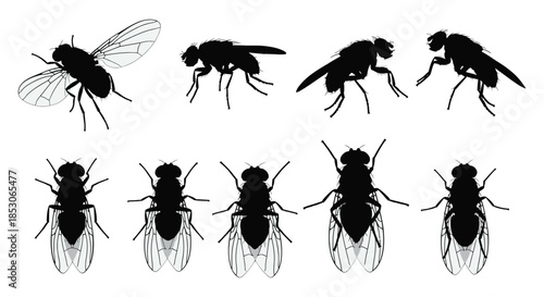 Fies in various positions and angles on white background