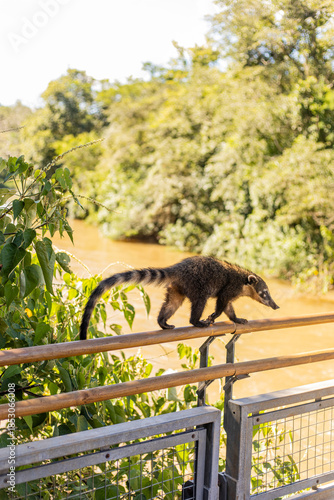 Coati cruzando las pasarelas de un rio en argentina