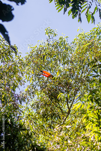 Tucan en la selva alimentandose de frutos