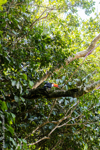 Aves de la selva alimentandose