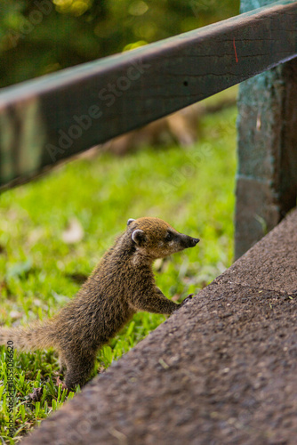 Bebe coati curioso