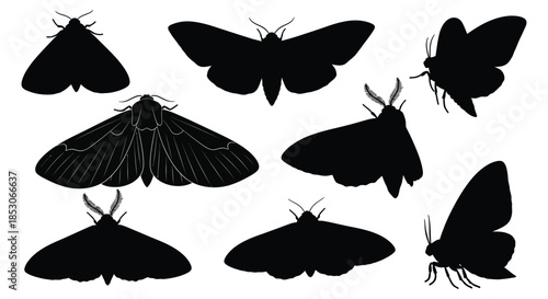 Moths and butterflies on a white background
