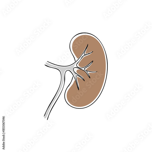 Illustrative Anatomy of Human Kidney Depicts Renal Structure and Vascular Connections on a White Background