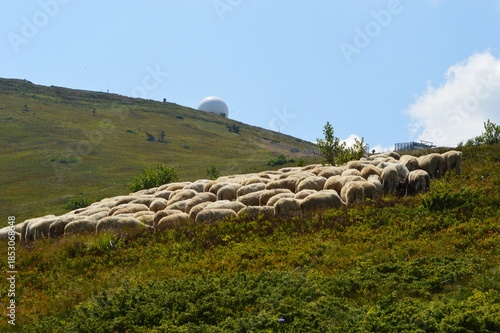A flock of sheep graze on the mountain