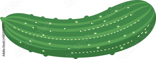 Fresh green cucumber vegetable vector illustration with detailed texture in flat style isolated on white for healthy food cooking grocery and agriculture designs
