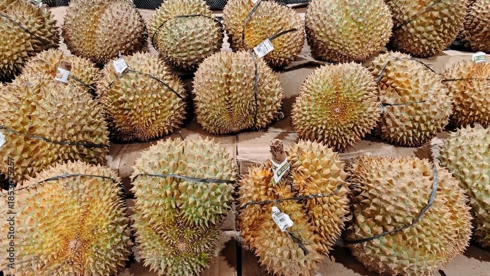 Fototapeta premium A pile of whole, thorny durian fruits displayed for sale at a local fruit stall, highlighting the texture and large size of the famous king of fruits