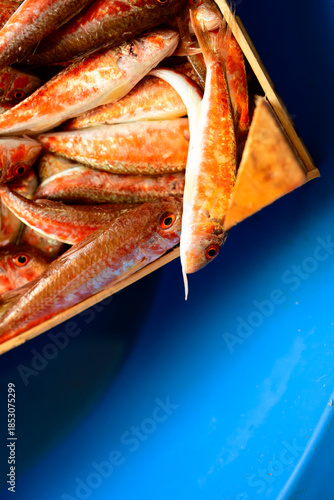 Fresh red mullet fish raw seafood in wooden box, natural organic nutrition for healthy wellness and mediterranean diet lifestyle with copy space.