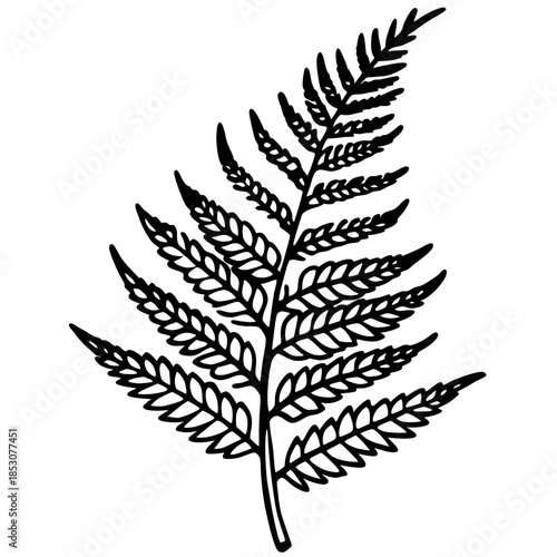 black and white fern leaf drawing clip art preview