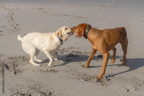 Blonde Labrador and a Vizsla playing on the beach, dog, animal, mammal, pet, companion animal