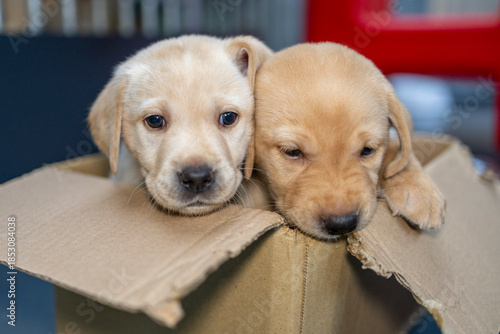 A light blonde and a dark blonde Labrador puppy playing inside a cardboard box; dog, animal, pet, companion animal, mammal, domestic dog, guide dog, dog with a mission