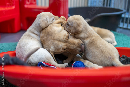 Blonde Labrador mother playing with two of her puppies; dog, animal, pet, companion animal, mammal, domestic dog, guide dog, dog with a mission
