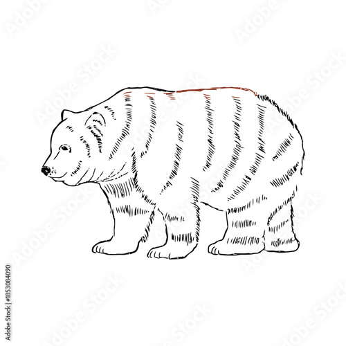 A detailed illustration of a polar bear walking on a white background from a side viewpoint