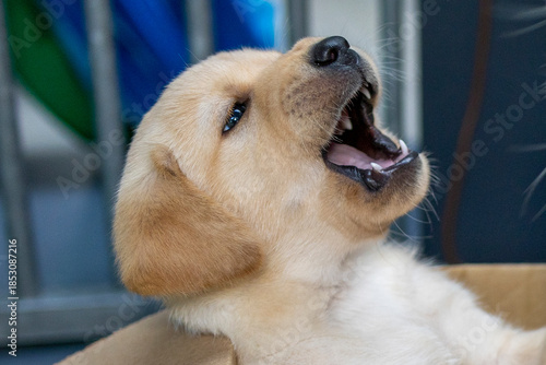 Those sharp little teeth, blonde Labrador puppy with her mouth open; dog, animal, pet, companion animal, mammal, domestic dog, guide dog, dog with a mission