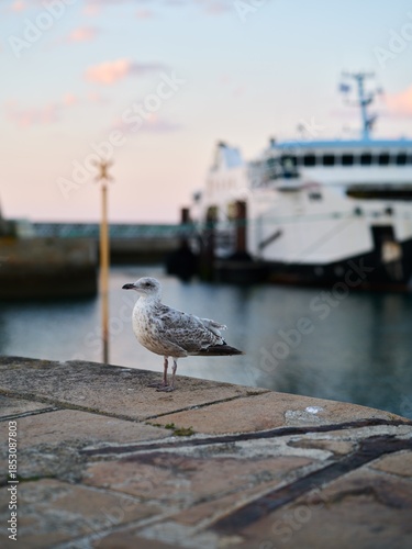 Fototapeta Close up of a seagull standing on a stone pier with a blurred ferry boat in the
