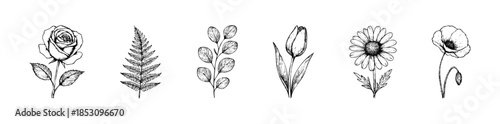 Botanical line drawing collection showcasing various delicate flora like rose, fern, eucalyptus, tulip, daisy, and poppy, perfect for naturethemed projects, elegant stationery, or organic