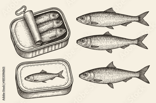 Vintage engraved style illustration of sardines and canned fish in open tins, perfect for culinary packaging, seafood market branding, or historical food preparation concepts.