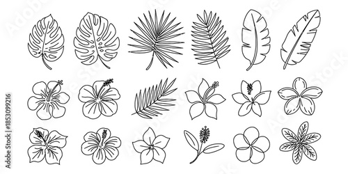 A detailed collection of line art illustrations featuring tropical leaves and hibiscus flowers Vector, illustration