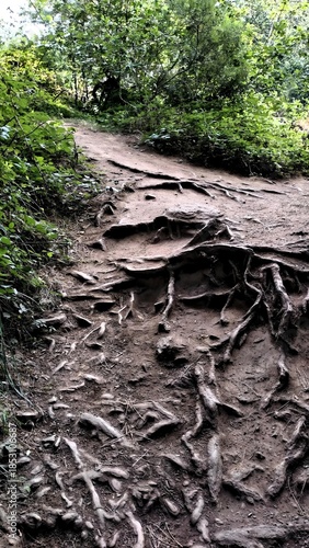 Sentier forestier avec racines apparentes