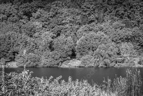 In der Abwesenheit von Farben wird die Welt auf das Wesentliche reduziert. Wie kleine, leuchtende Inseln der Ruhe heben sich die Schafe vom tiefen Dunkel des Waldes ab, während das Wasser als stiller 