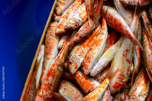 Fresh red mullet fish heap in blue container, natural organic seafood background for healthy wellness diet, sustainability and botanical ocean life concept with copy space for banner template.