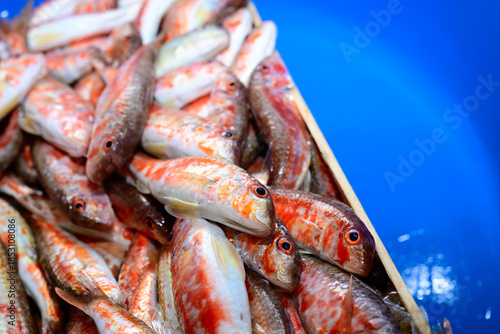 Close-up of freshly caught red mullet (Mullus barbatus) on display. Ideal for culinary posters, restaurant menus, and botanical-themed natural food photography templates.