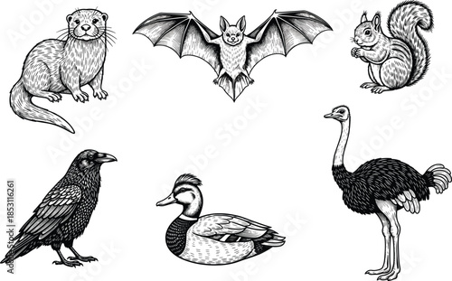 Engraved animal vector illustration, black and white wildlife clipart, detailed nature drawing, duck raven ostrich bat squirrel otter artwork set