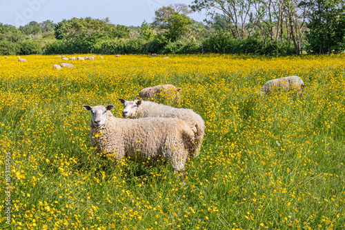 Sheep grazing in a field of yellow buttercups in the Cotswold village of Alvescot, Oxfordshire, England UK