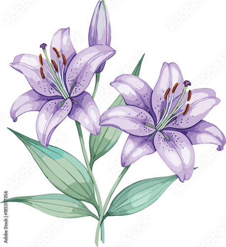 Two beautiful purple lily flowers with green leaves and bud botanical vector illustration isolated on white for floral design.