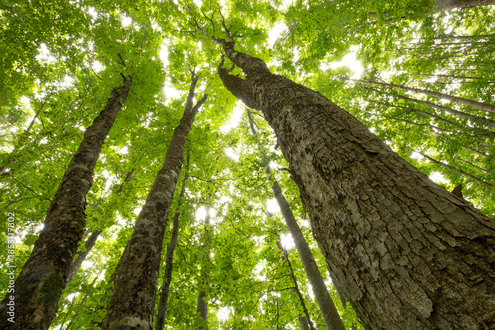 Fototapeta premium The forest seen from below