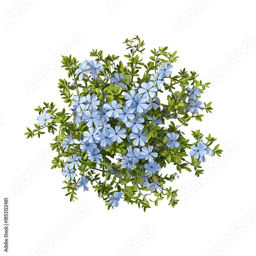 Top view icon of Plumbago auriculata Cape Plumbago highly realistic and botanically accurate sprawling rounded shrub with mediumgreen leaves and scattered c