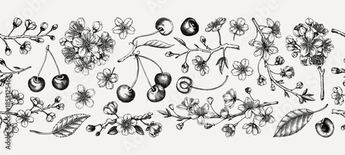 Cherry blossom tree hand-drawn vector illustrations. Sakura flower sketches. Vintage seamless background. NOT AI generated