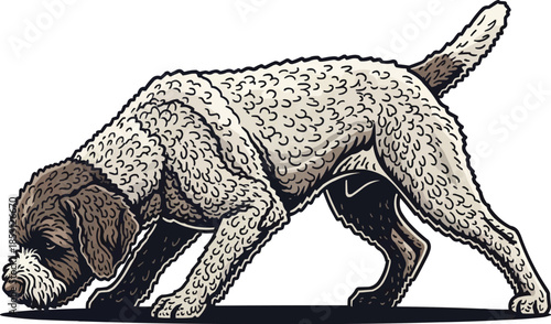 Lagotto Romagnolo dog sniffing pose crouched curious stance