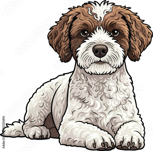 Lagotto Romagnolo dog lying down relaxed head raised 