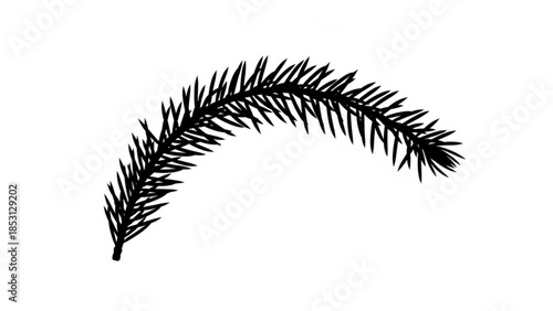 Detailed black silhouette of a curved pine tree branch with numerous sharp needles on white background for designs