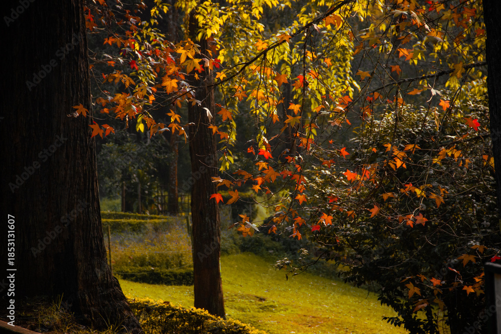 Fototapeta premium autumn trees in the park