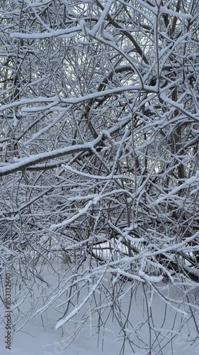 Vertical video of snow-covered shrubs and trees in a city park after a snowfall on a winter day. Natural background. Christmas holidays outdoors. Winter travels and active recreation