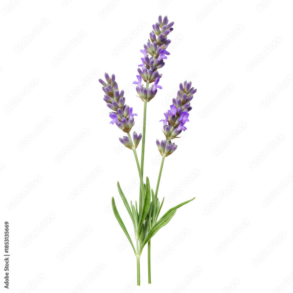 Fototapeta premium Three stems of lavender flowers isolated on black background