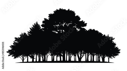 Dense forest of coniferous trees a striking black silhouette