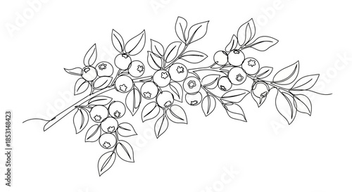Elegant single continuous line art illustration of a blueberry branch, perfect for coloring Vector